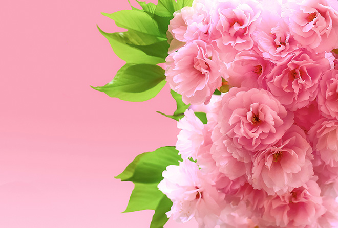 これぞ春の健康常識! 桜の花エキスで美肌・美白を手に入れよう