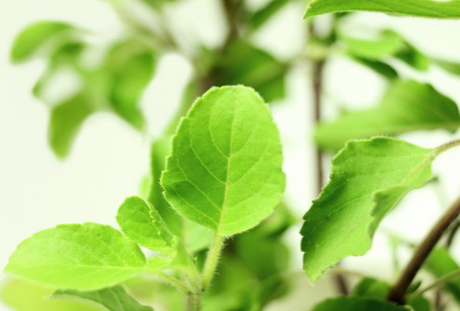 不老不死の薬の異名を持つホーリーバジルのお茶がすごい