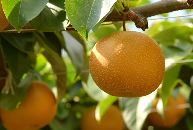 そろそろ旬の梨は夏バテ解消の特効薬だった!