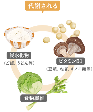 炭水化物、ビタミンB1、食物繊維