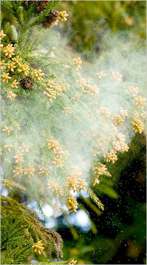 食事でできる花粉対策