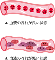 血管のイラスト