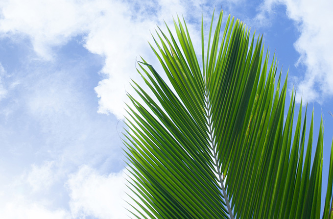 ノコギリヤシとはどんな植物？