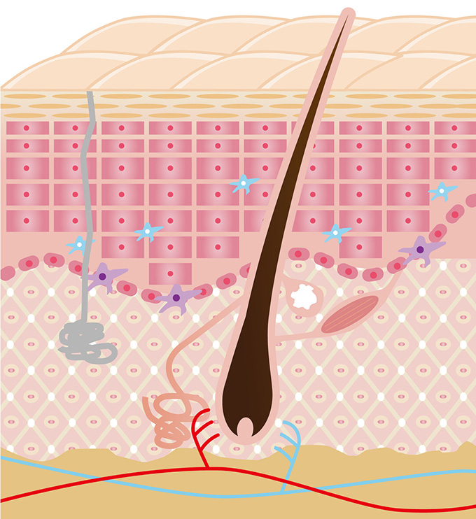 エラスチンとは? サプリメント大学 サプリ
