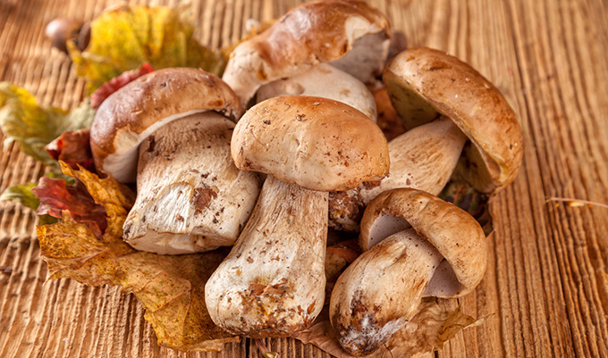 アガリクスとはどのような成分なの？