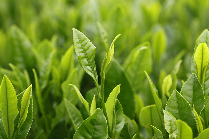 サラシアとはどんな植物なの? サプリメント大学 サプリ